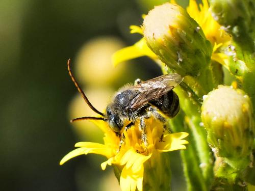 Réf. 291 173 : Tetraloniella sp.