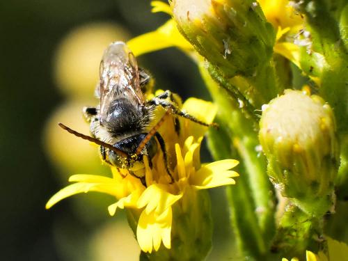 Tetraloniella sp.