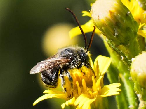 Tetraloniella sp.