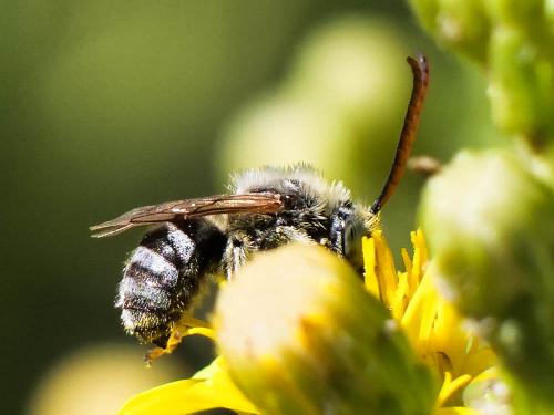 Tetraloniella sp.