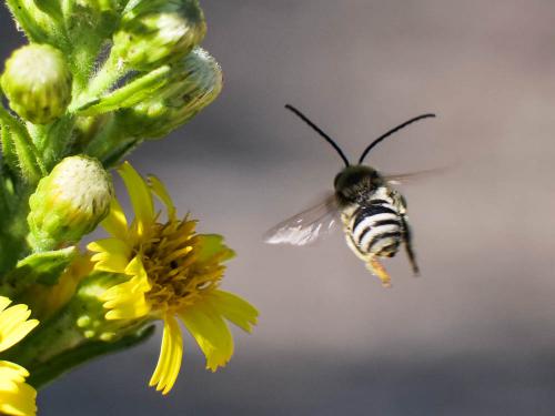 Tetraloniella sp.