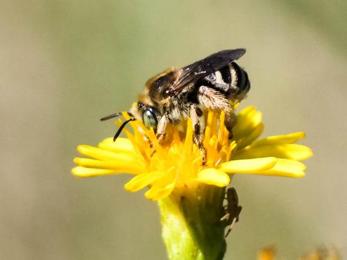 Tetraloniella sp.