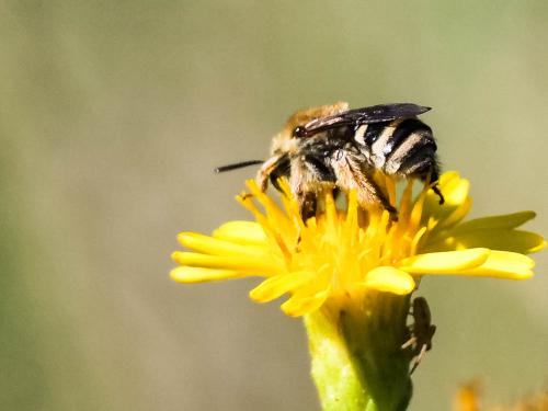 Réf. 291 179 : Tetraloniella sp.