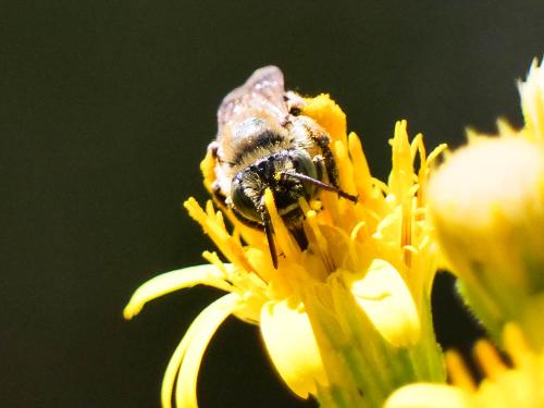 Tetraloniella sp.