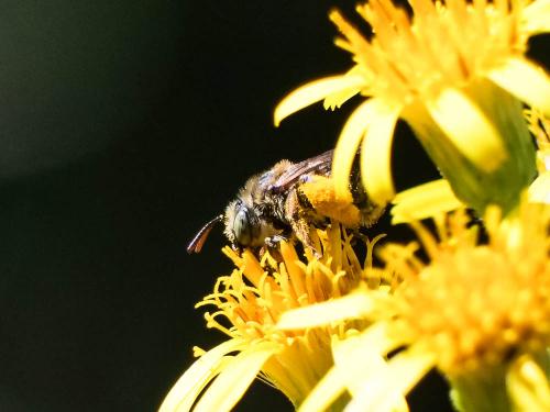 Tetraloniella sp.