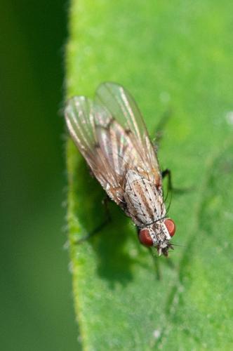 Anthomyia confusanea