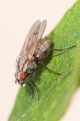 Anthomyia confusanea