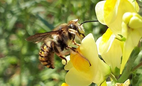 Réf. 291 834 : Anthidium manicatum