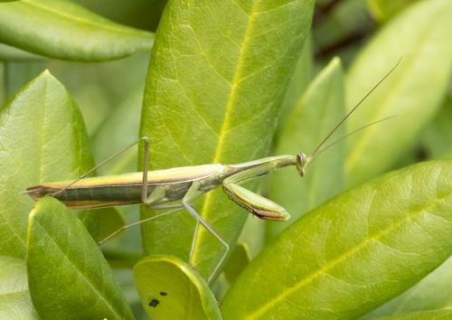 Mantis religiosa