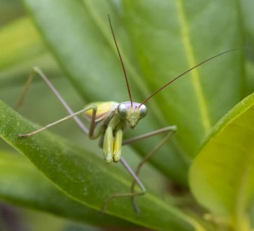 Réf. 291 161 : Mantis religiosa