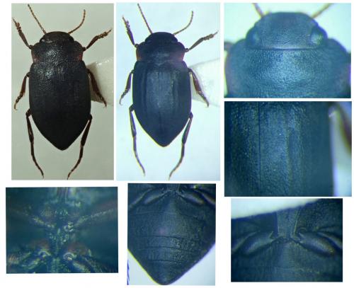 Réf. 291 224 : Deronectes hispanicus