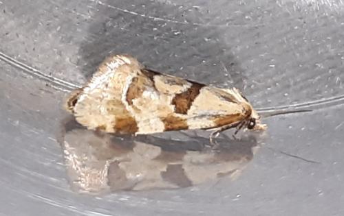 Réf. 291 456 : Aethes sp.