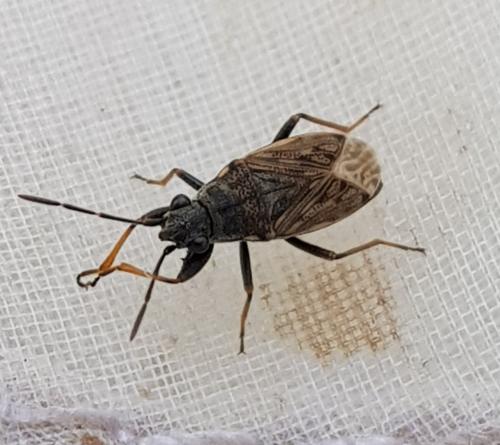 Réf. 291 141 : Peritrechus gracilicornis
