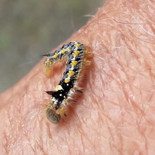 Réf. 291 171 : Euthrix potatoria