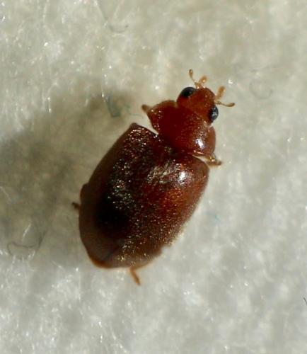Scymnus abietis