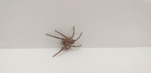 Zoropsis spinimana