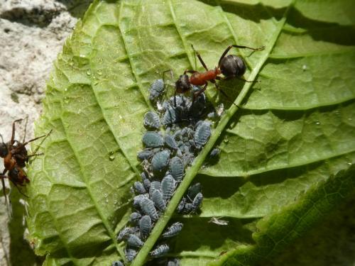 Réf. 291 831 : Rhopalosiphum padi