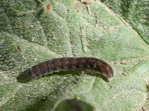 Réf. 291 599 : Xanthia icteritia