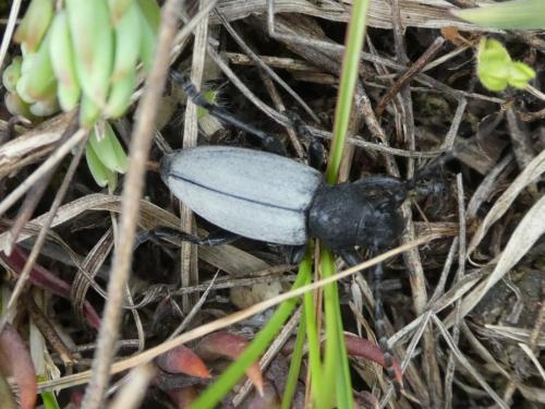 Iberodorcadion fuliginator