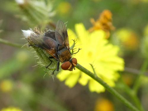 Réf. 291 581 : Ectophasia sp.