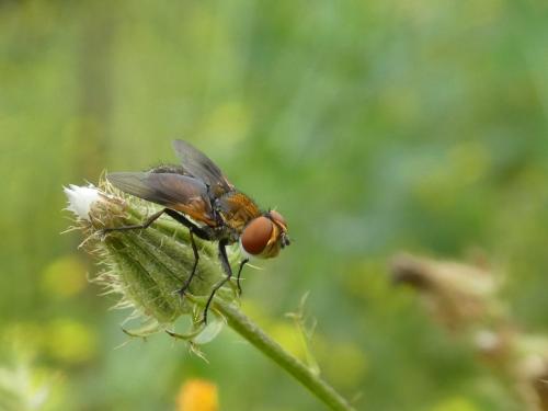 Réf. 291 549 : Ectophasia sp.
