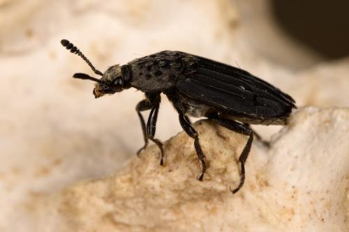 Thanatophilus sinuatus