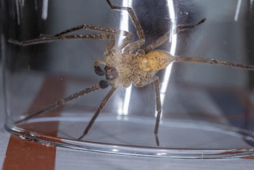 Zoropsis spinimana