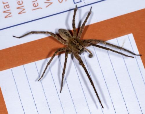 Zoropsis spinimana