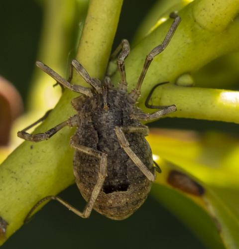 Odiellus spinosus