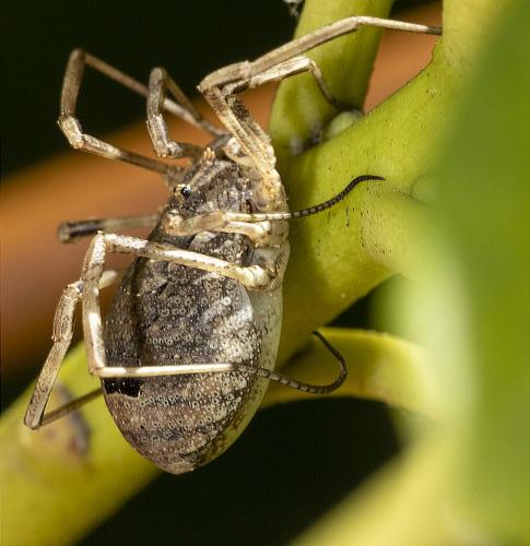 Odiellus spinosus