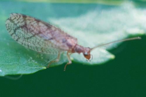 Micromus angulatus
