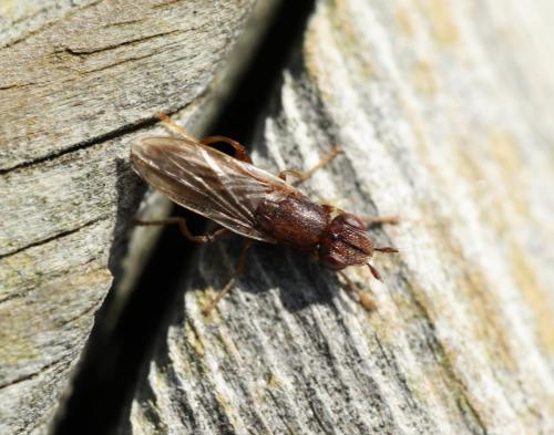 Réf. 291 437 : Platycephala planifrons