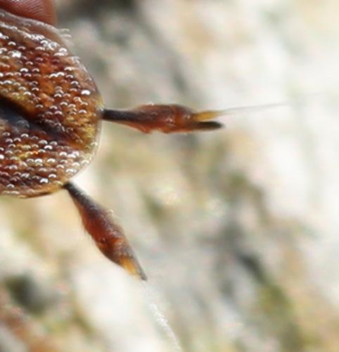 Platycephala planifrons