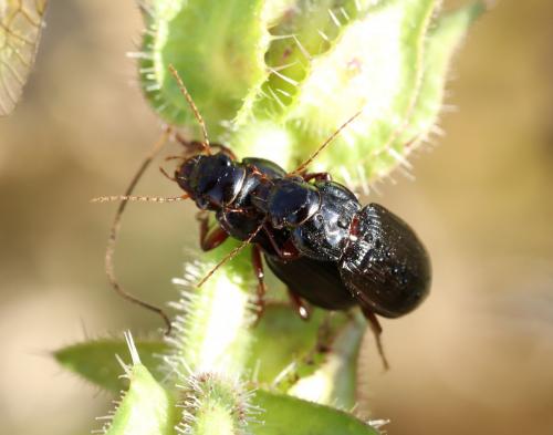 Amara aulica