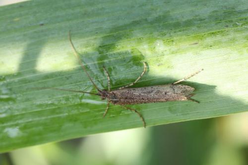 Limnephilus sp.