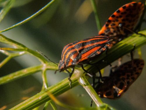 Réf. 291 546 : Graphosoma italicum