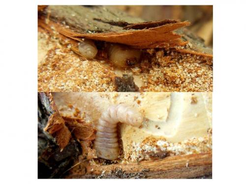 Semanotus laurasii corsicus