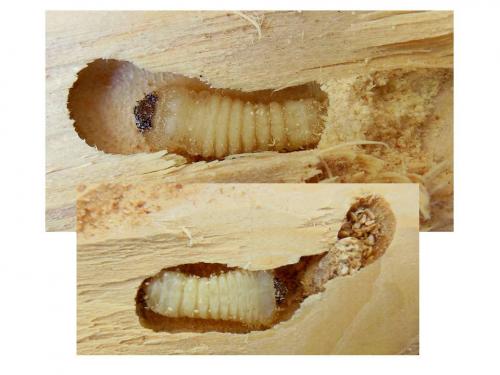 Semanotus laurasii corsicus