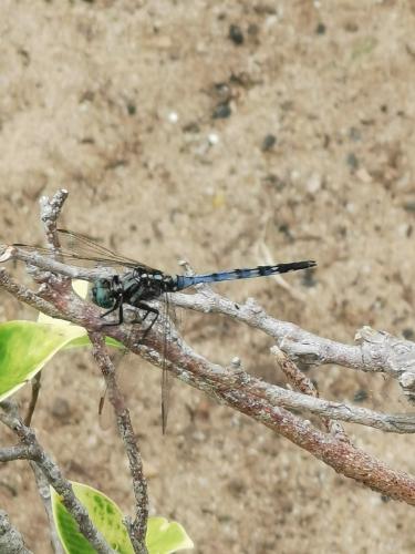 Orthetrum brachiale