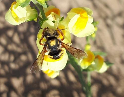 Anthidium manicatum
