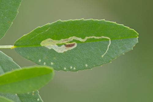 Liriomyza sp.