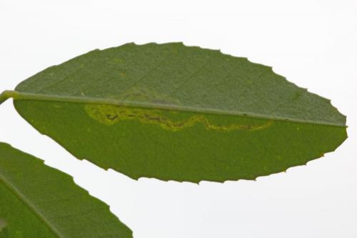 Liriomyza sp.