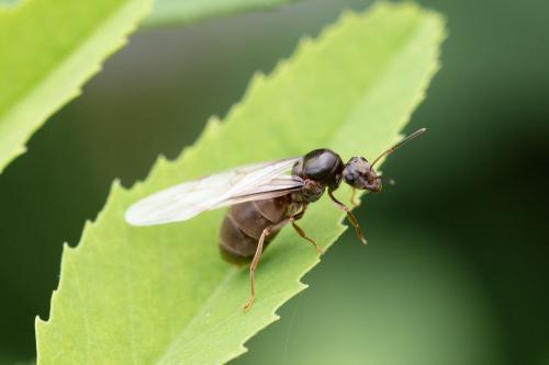 Réf. 291 511 : Lasius sp.