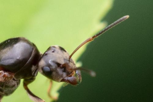Réf. 291 573 : Lasius sp.