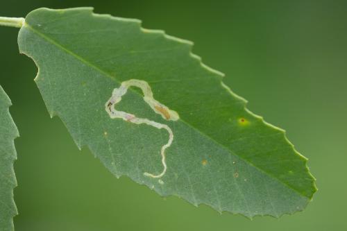Liriomyza sp.