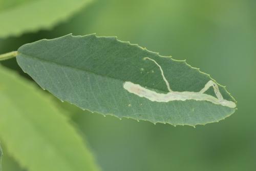Liriomyza sp.