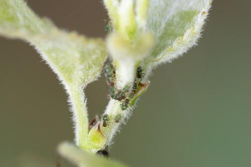 Chaitophorus populeti