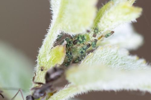 Chaitophorus populeti