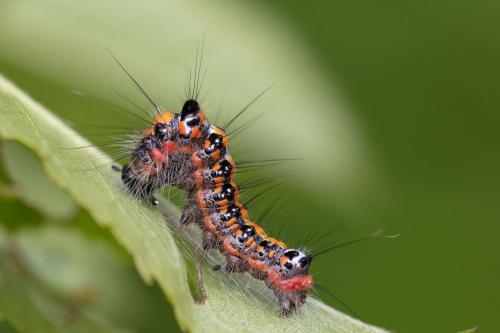 Réf. 291 133 : Acronicta tridens