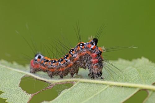 Réf. 291 128 : Acronicta tridens